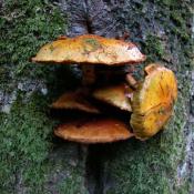 Hochthronender Sch&uuml;ppling - Goldfell-Sch&uuml;ppling (Pholiota aurivella). &copy; N. A. Kl&ouml;hn